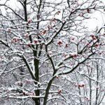 24.11.2022. Kielce. Atak zimy / Fot. Jarosław Kubalski - Radio Kielce