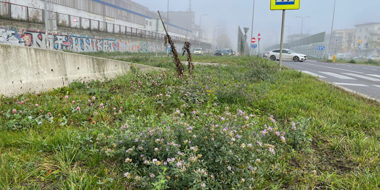 Kielce. Łąki kwietne / Fot. Wiktor Taszłow - Radio Kielce