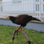 12.11.2022. Pińczów. 48. Międzynarodowe Łowy z Sokołami / Fot. Marta Gajda-Kruk - Radio Kielce