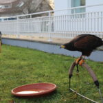12.11.2022. Pińczów. 48. Międzynarodowe Łowy z Sokołami / Fot. Marta Gajda-Kruk - Radio Kielce