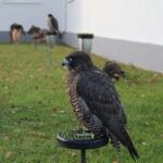 12.11.2022. Pińczów. 48. Międzynarodowe Łowy z Sokołami / Fot. Marta Gajda-Kruk - Radio Kielce