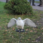 12.11.2022. Pińczów. 48. Międzynarodowe Łowy z Sokołami / Fot. Marta Gajda-Kruk - Radio Kielce