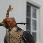 12.11.2022. Pińczów. 48. Międzynarodowe Łowy z Sokołami / Fot. Marta Gajda-Kruk - Radio Kielce