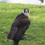 12.11.2022. Pińczów. 48. Międzynarodowe Łowy z Sokołami / Fot. Marta Gajda-Kruk - Radio Kielce