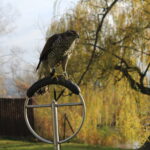 12.11.2022. Pińczów. 48. Międzynarodowe Łowy z Sokołami / Fot. Marta Gajda-Kruk - Radio Kielce