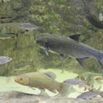 Ptaków już jest więcej. Mają być też małże i traszki