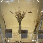 15.11.2022. Sandomierz. Obchody 100-lecia Zespołu Szkół Centrum Kształcenia Rolniczego w Sandomierzu / Fot. Grażyna Szlęzak - Radio Kielce