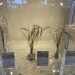 15.11.2022. Sandomierz. Obchody 100-lecia Zespołu Szkół Centrum Kształcenia Rolniczego w Sandomierzu / Fot. Grażyna Szlęzak - Radio Kielce