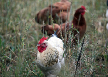 GUS: Bardzo wysoki wzrost hodowli drobiu w Świętokrzyskiem - Radio Kielce