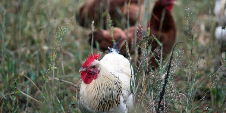 GUS: Bardzo wysoki wzrost hodowli drobiu w Świętokrzyskiem - Radio Kielce