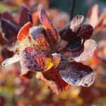 19.11.2022. Kielce. Pierwszy śnieg / Fot. Wiktor Taszłow - Radio Kielce