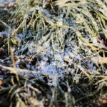 19.11.2022. Kielce. Pierwszy śnieg / Fot. Wiktor Taszłow - Radio Kielce