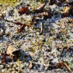 19.11.2022. Kielce. Pierwszy śnieg / Fot. Wiktor Taszłow - Radio Kielce