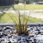 19.11.2022. Kielce. Pierwszy śnieg / Fot. Wiktor Taszłow - Radio Kielce