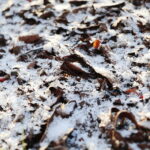 19.11.2022. Kielce. Pierwszy śnieg / Fot. Wiktor Taszłow - Radio Kielce