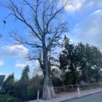 Suchedniów. Dąb Doktora Poziomskiego / Fot. Paulina Michta - Radio Kielce