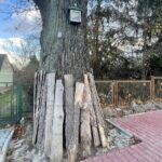 Suchedniów. Dąb Doktora Poziomskiego / Fot. Paulina Michta - Radio Kielce