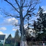 Suchedniów. Dąb Doktora Poziomskiego / Fot. Paulina Michta - Radio Kielce