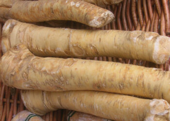 Jak uprawiać chrzan? To niekłopotliwa dla rolników roślina - Radio Kielce