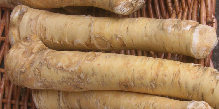 Jak uprawiać chrzan? To niekłopotliwa dla rolników roślina - Radio Kielce Jak uprawiać chrzan? To niekłopotliwa dla rolników roślina - Radio Kielce