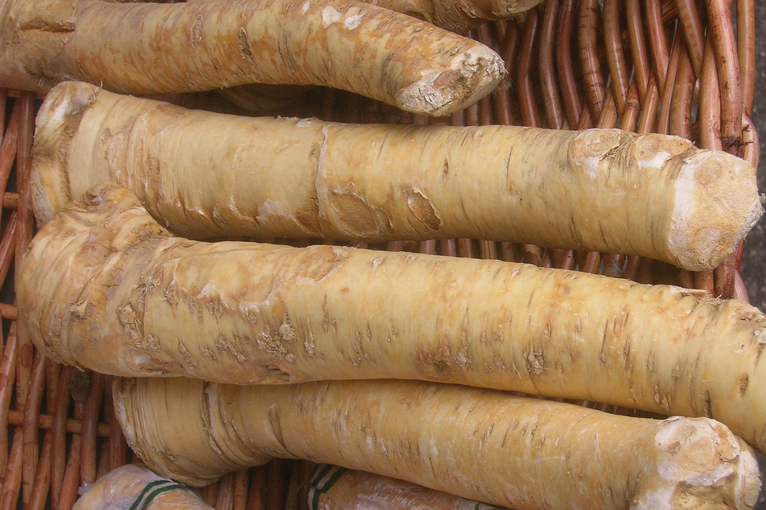 Jak uprawiać chrzan? To niekłopotliwa dla rolników roślina - Radio Kielce Jak uprawiać chrzan? To niekłopotliwa dla rolników roślina - Radio Kielce