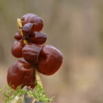 Uszak bzowy. / Fot. nagrzybyby.pl