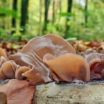 Uszak bzowy. / Fot. nagrzybyby.pl