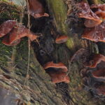 Uszak bzowy. / Fot. nagrzybyby.pl