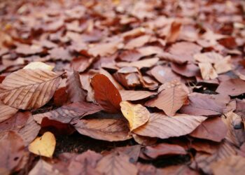 Ziemia liściowa do ogrodu. Jak ją zrobić? - Radio Kielce