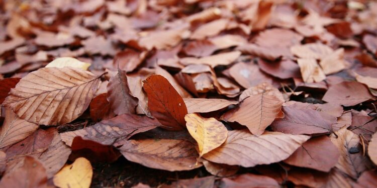 Ziemia liściowa do ogrodu. Jak ją zrobić? - Radio Kielce