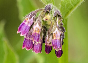 Żywokost / Fot. Pixabay