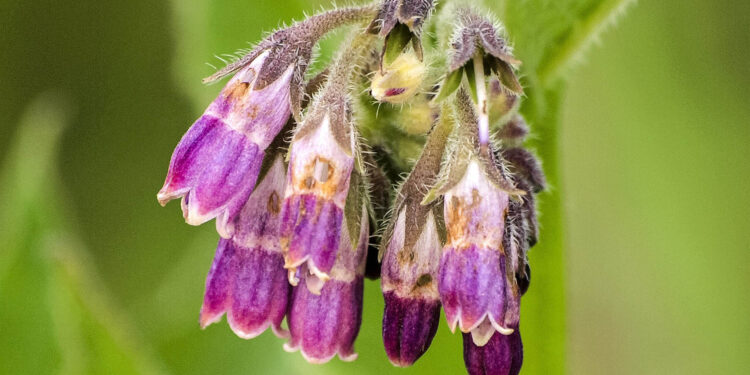 Żywokost / Fot. Pixabay