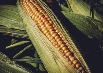 Dobre plony kukurydzy w Świętokrzyskiem - Radio Kielce