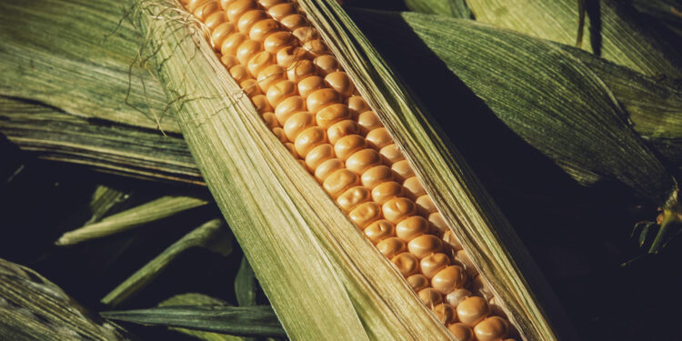 Dobre plony kukurydzy w Świętokrzyskiem - Radio Kielce