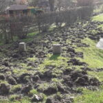 Kielce. Straty spowodowane przez dziki. / Fot. Krzysztof Machowski