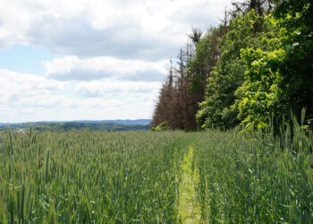 Wsparcie na zakładanie systemów rolno-leśnych - Radio Kielce