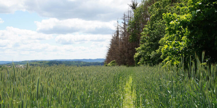 Wsparcie na zakładanie systemów rolno-leśnych - Radio Kielce
