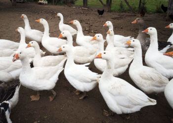 Jak i dlaczego warto hodować gęsi? Tajemnice zdradza właścicielka ptasiej zagrody - Radio Kielce