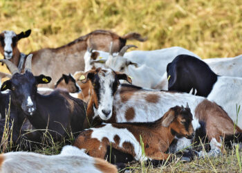 Ubezpieczenia zwierząt w 2023 roku - Radio Kielce