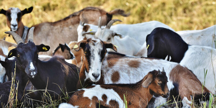 Trzeba spisać kozy, owce i świnie - Radio Kielce Trzeba spisać kozy, owce i świnie - Radio Kielce