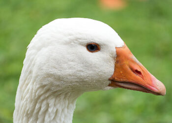 Ruszył sezon na gęsinę. Potrwa do Bożego Narodzenia - Radio Kielce