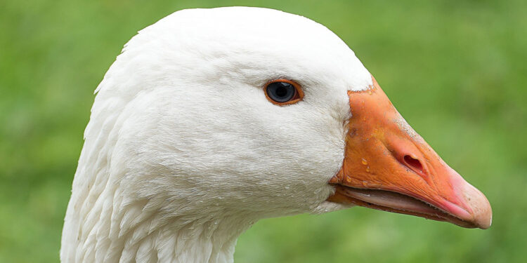 Ruszył sezon na gęsinę. Potrwa do Bożego Narodzenia - Radio Kielce