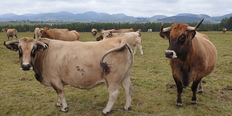 Jakie rasy bydła będą hodowane w Świętokrzyskiem? - Radio Kielce
