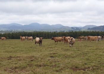 Ponad 12,5 mld zł otrzymali już rolnicy w formie zaliczek dopłat bezpośrednich - Radio Kielce