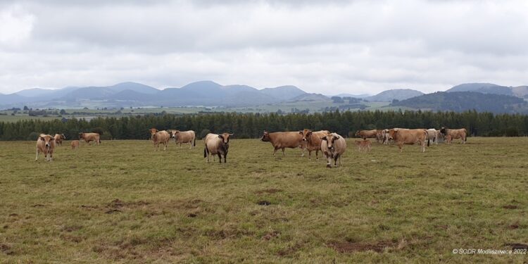 Ponad 12,5 mld zł otrzymali już rolnicy w formie zaliczek dopłat bezpośrednich - Radio Kielce Ponad 12,5 mld zł otrzymali już rolnicy w formie zaliczek dopłat bezpośrednich - Radio Kielce
