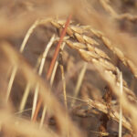 Orkisz / Fot. Pixabay