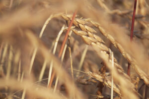 Orkisz / Fot. Pixabay