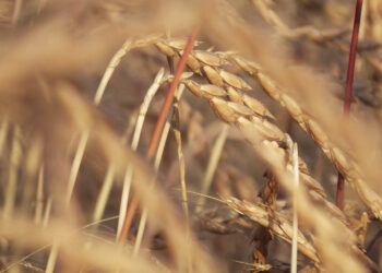 Orkisz / Fot. Pixabay