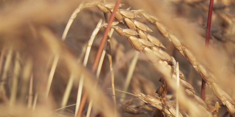 Orkisz / Fot. Pixabay