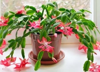 Grudnik – kwiat na Boże Narodzenie. Teraz zaczyna kwitnąć - Radio Kielce